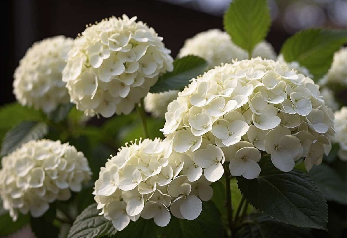 What Makes White Hydrangeas Turn Pink? Tips & Insights