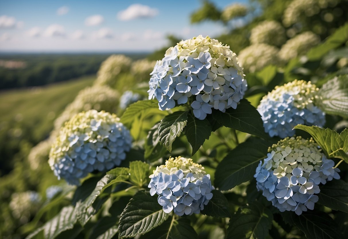 A lush garden with oak leaf hydrangeas in full bloom, set against the backdrop of an Oklahoma landscape