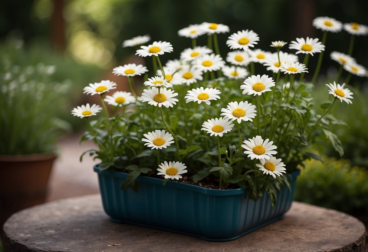 Colorful containers hold shasta daisies in a garden, surrounded by vibrant greenery