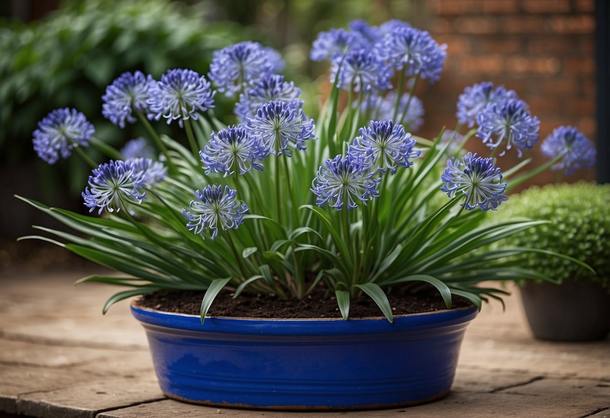 A cluster of Agapanthus 'Peter Pan' blooms in a decorative container, surrounded by other potted plants. The vibrant blue flowers stand out against the green foliage, creating a striking focal point for a garden display