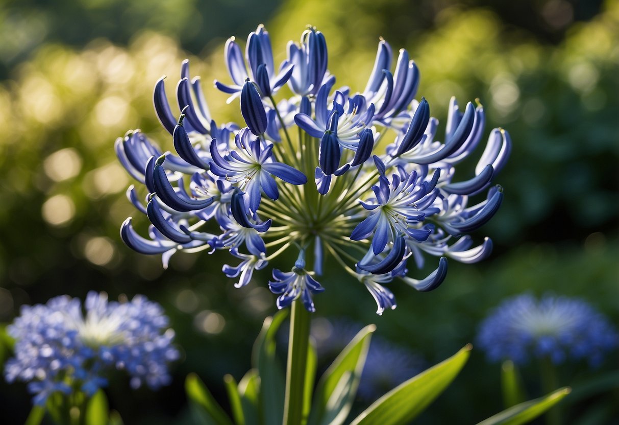 Agapanthus 'Queen Anne' stands tall in the center, surrounded by lush green foliage. Its striking blue and white blooms draw the eye, creating a focal point in the garden