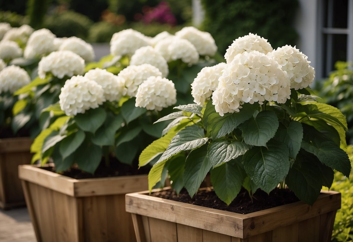 Large wooden planters filled with white hydrangeas, nestled in a lush garden setting