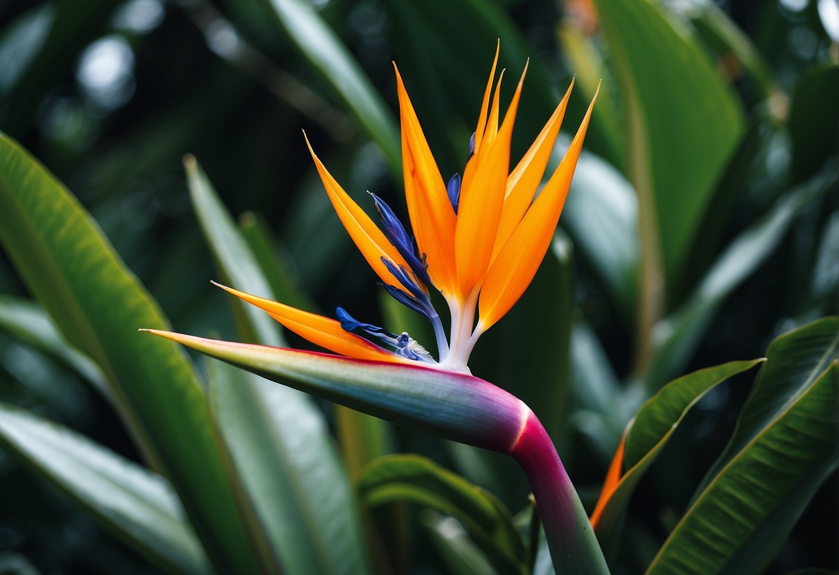 Vibrant Bird of Paradise blooms among lush tropical foliage in a small garden