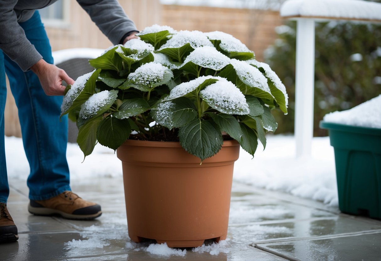 A potted hydrangea sits outside on a patio, surrounded by remnants of snow and ice. A person checks the plant for signs of damage, preparing to bring it inside for maintenance