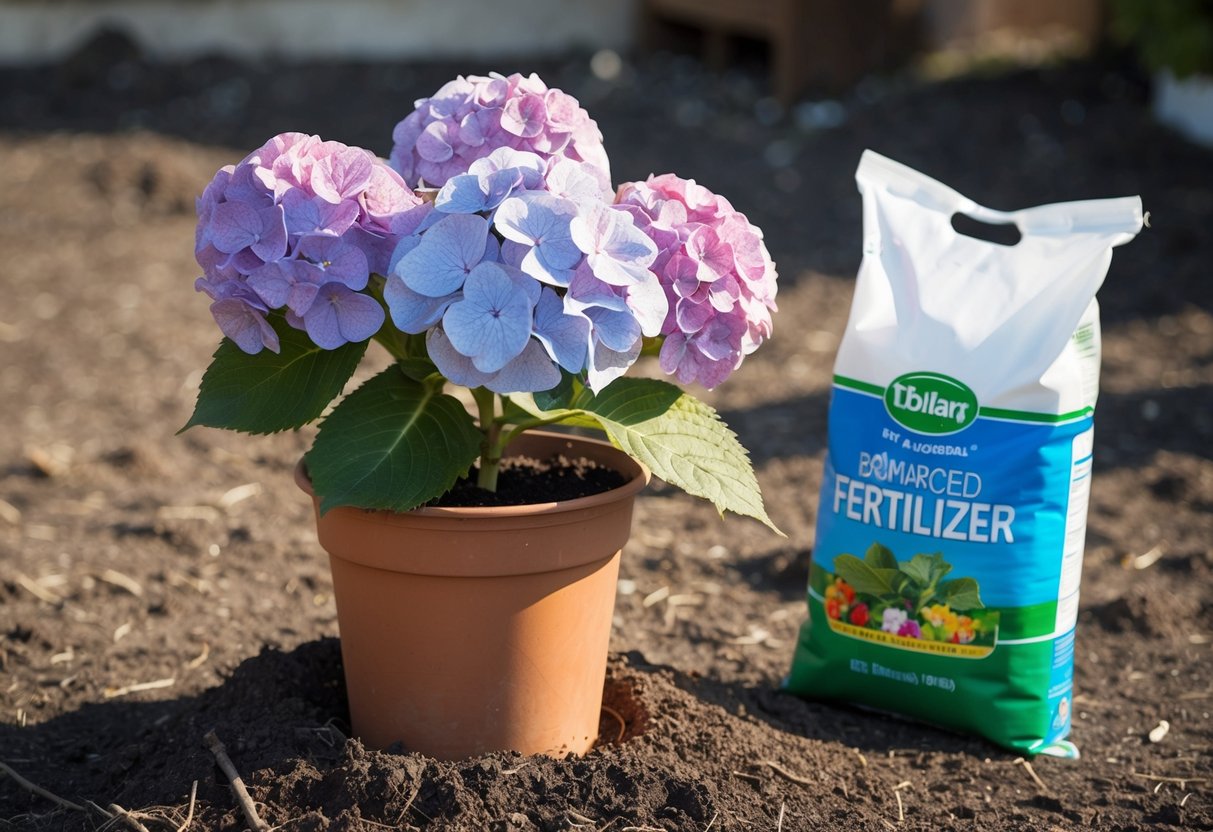 A wilted potted hydrangea surrounded by dry, compacted soil and an empty bag of fertilizer